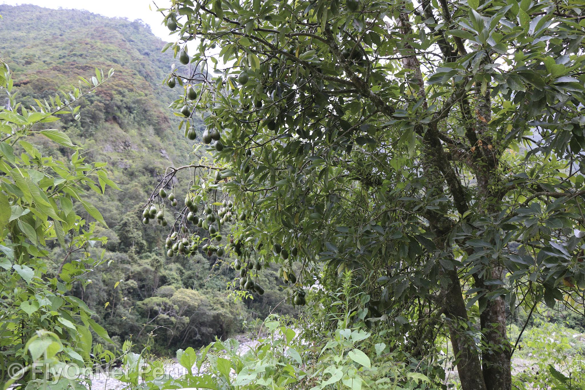 Photo Album: Avocado Plantation