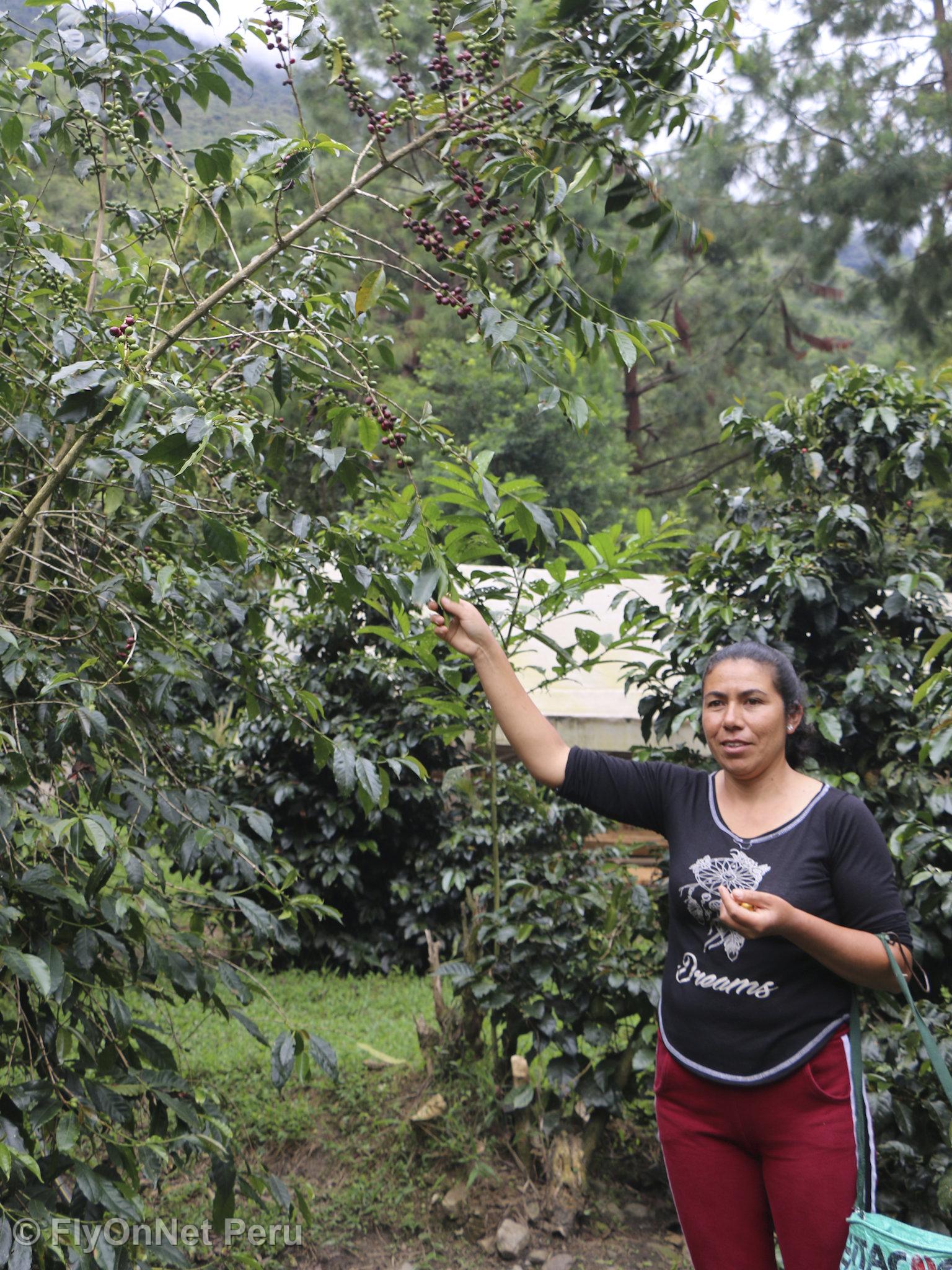 Photo Album: Visit to the coffee plantation