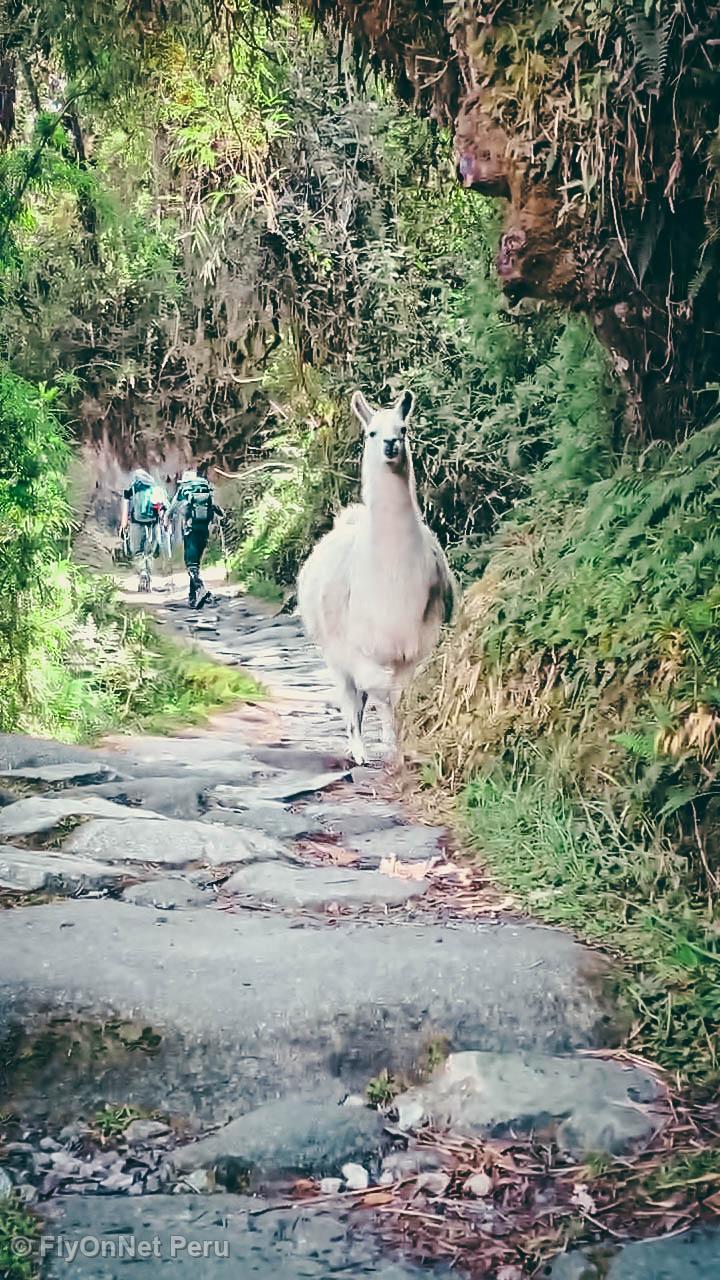 Photo Album: Inca Trail