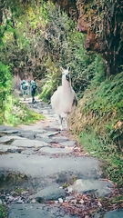 Inca Trail